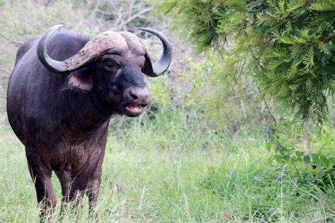 Cape Buffalo (2)